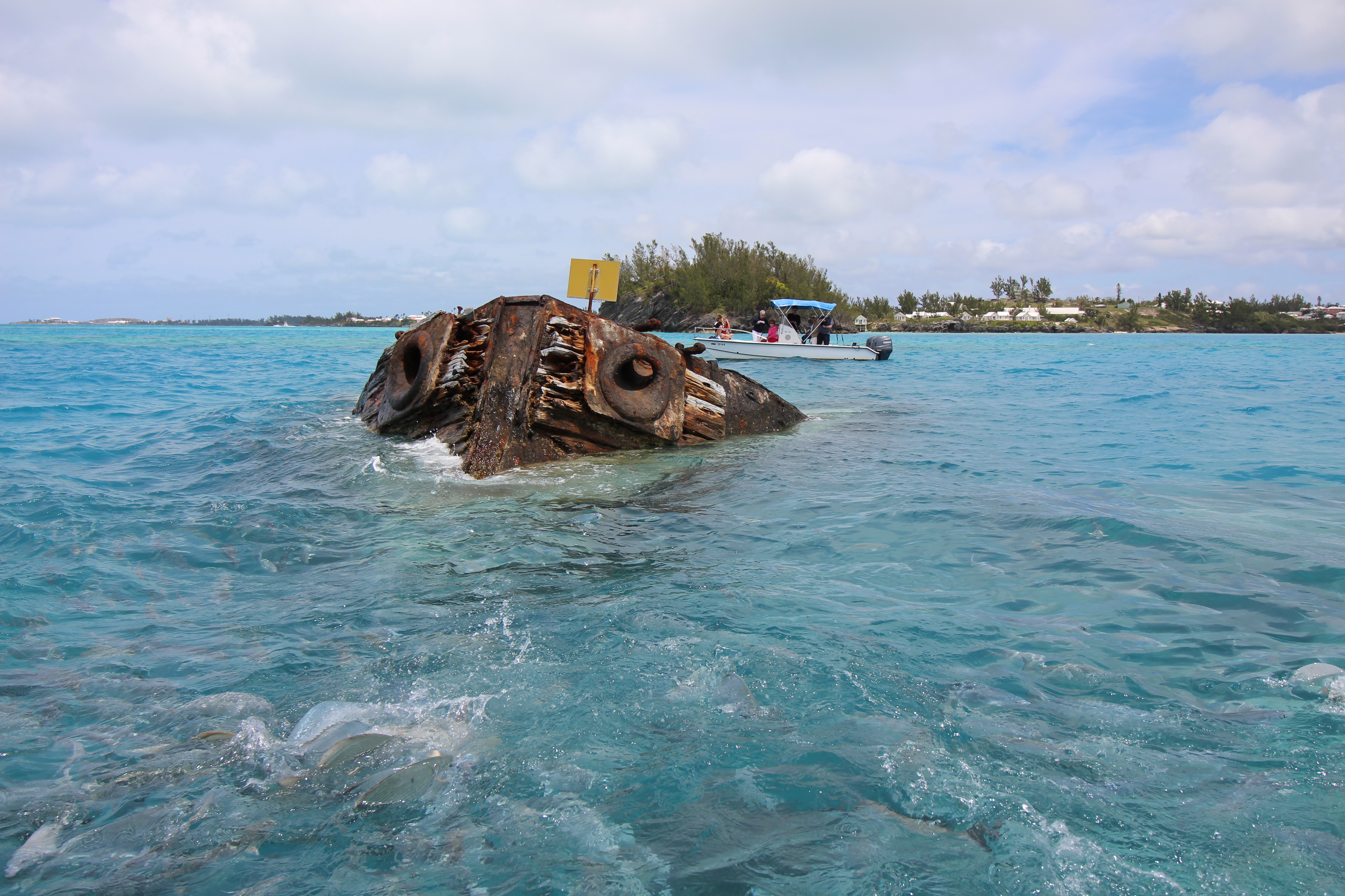 Bermuda takes the lead in marine conservation on its own terms - Blue Marine Foundation