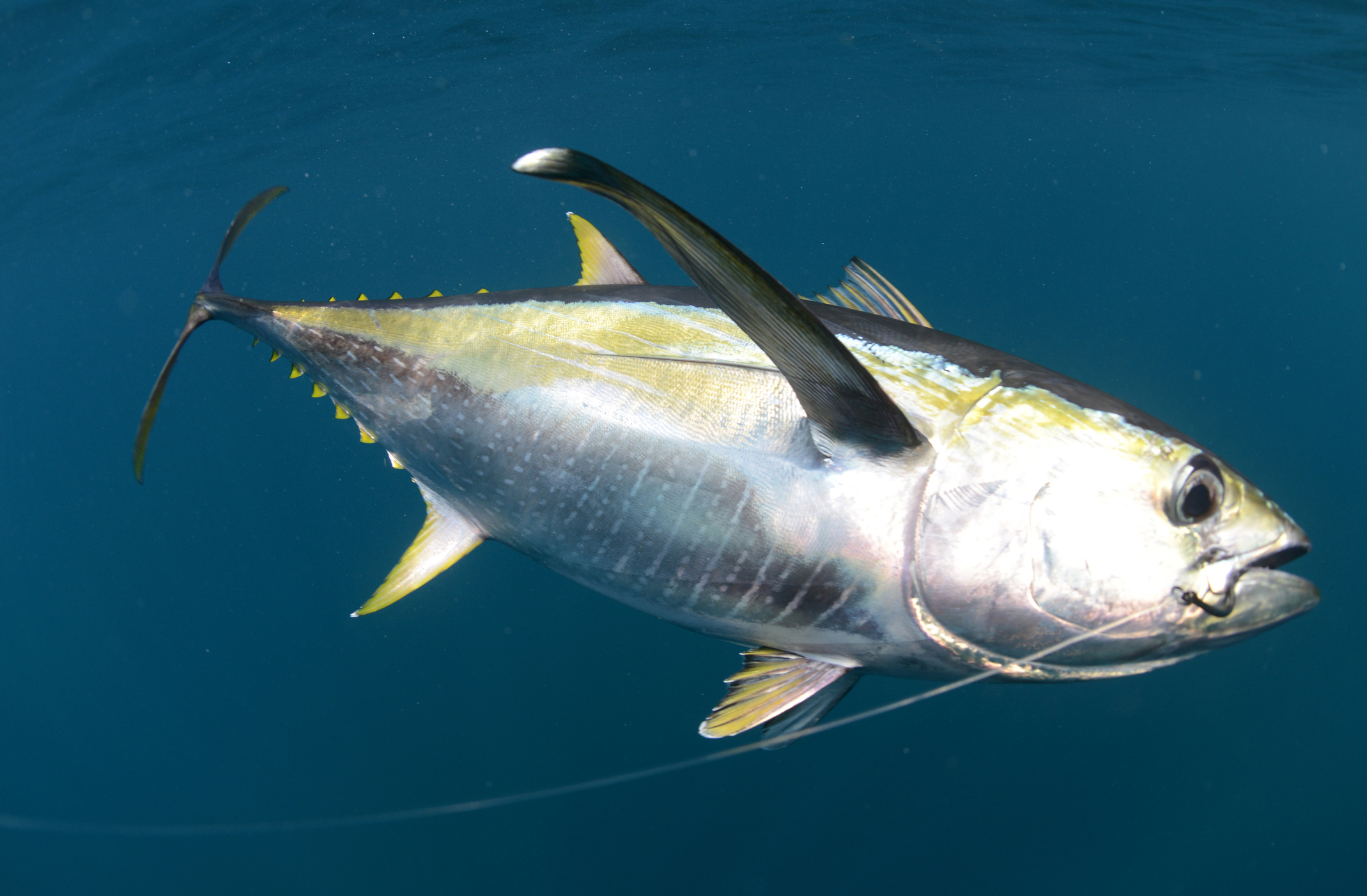 High Profile Scientists Blame EU Over Yellowfin Stock Collapse Blue