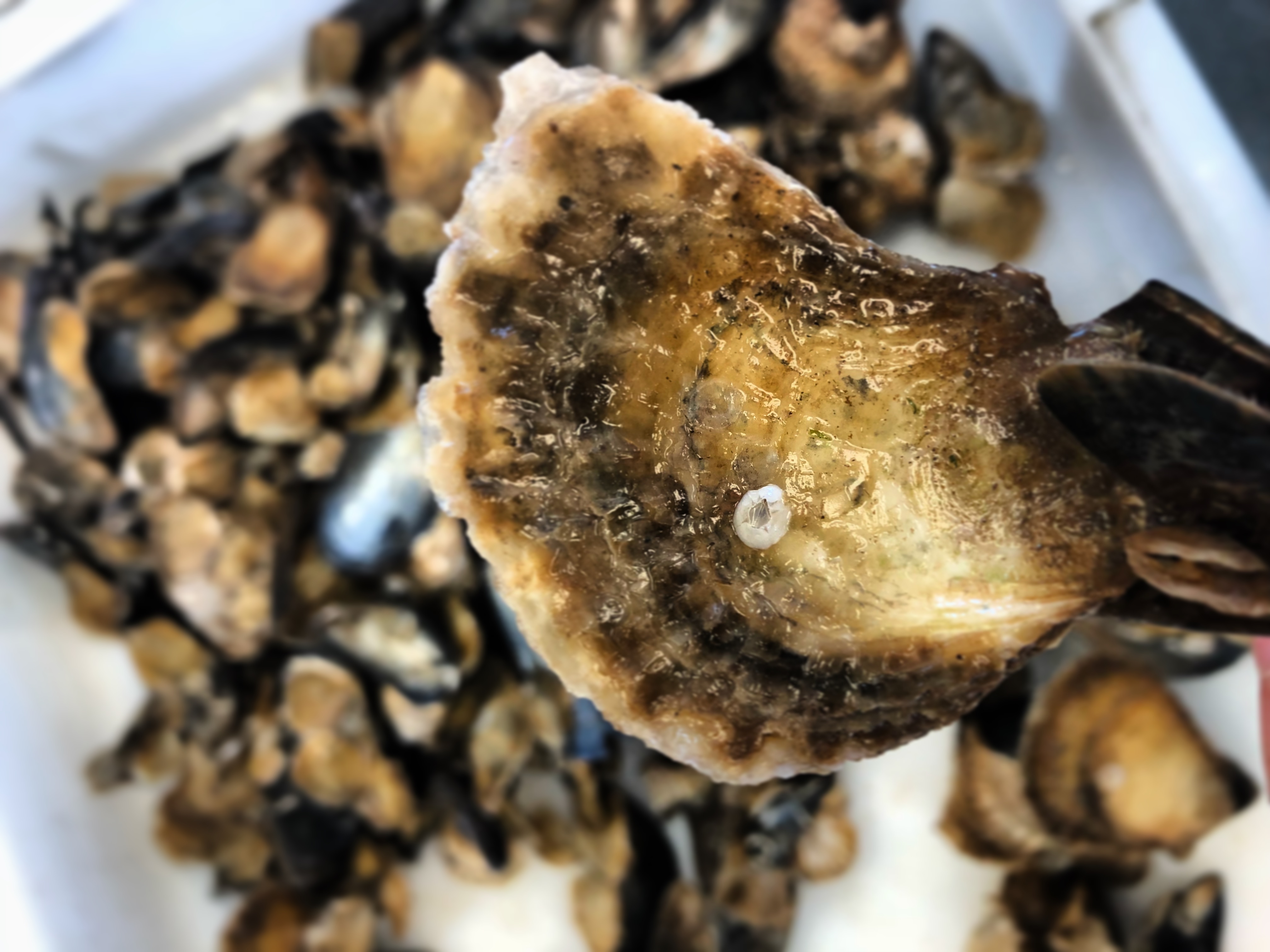 BLUE Oysters Podcast | Blue Marine Foundation