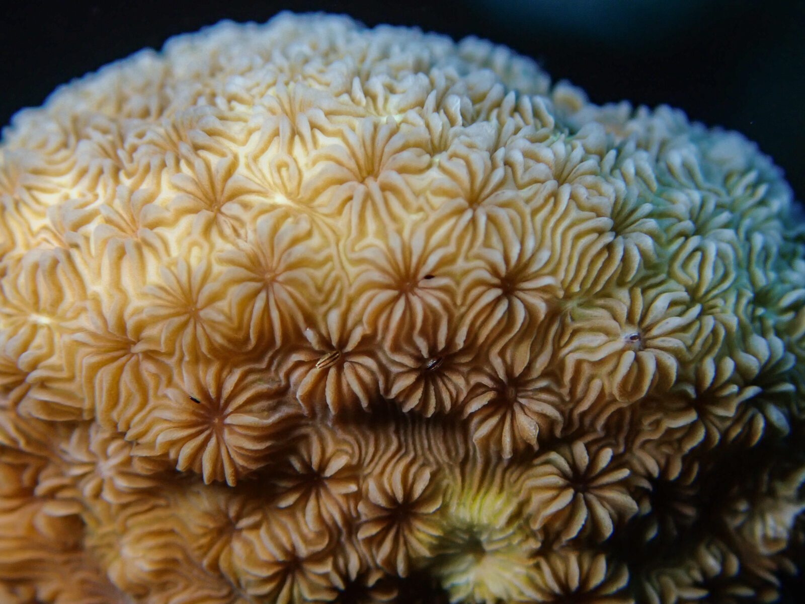 Coral restoration: is it worth it? | Blue Marine Foundation