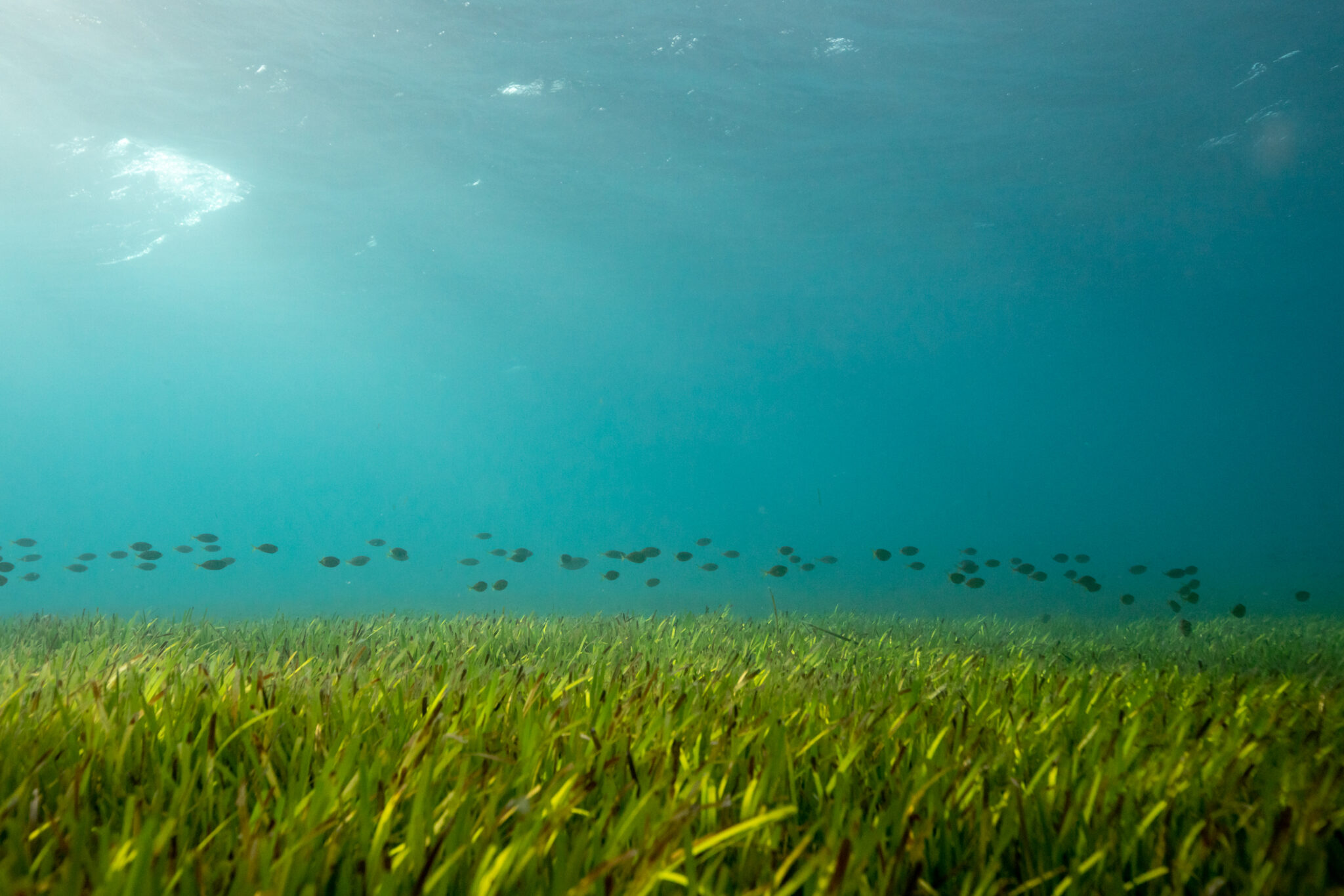 The importance of ocean meadows | Blue Marine Foundation