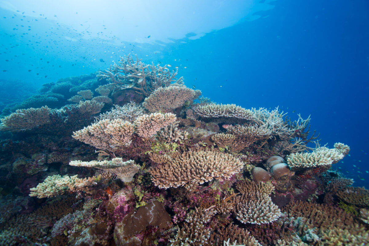 Coral Restoration: Is It Worth It? | Blue Marine Foundation