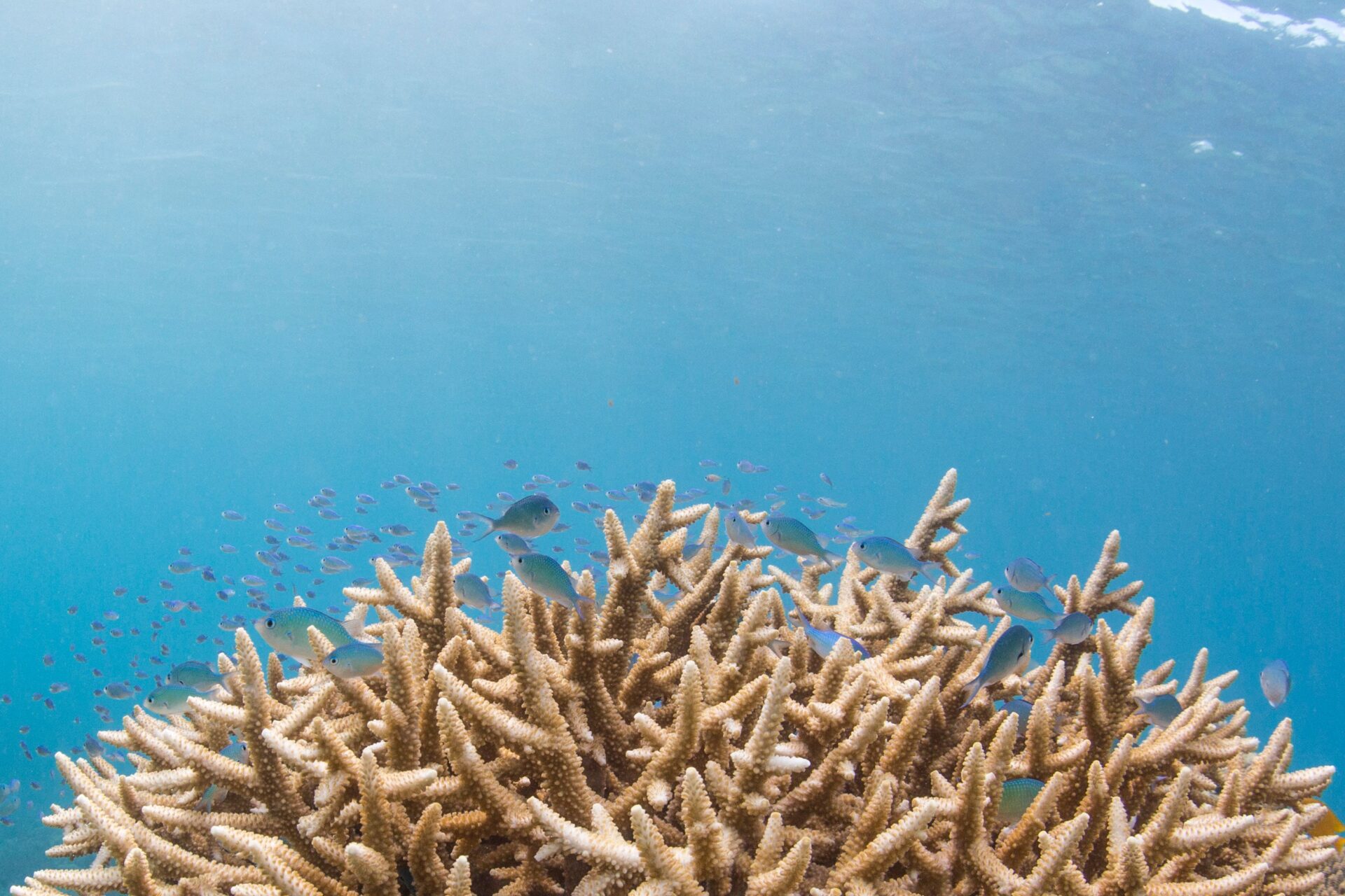 Coral Restoration Is It Worth It Blue Marine Foundation