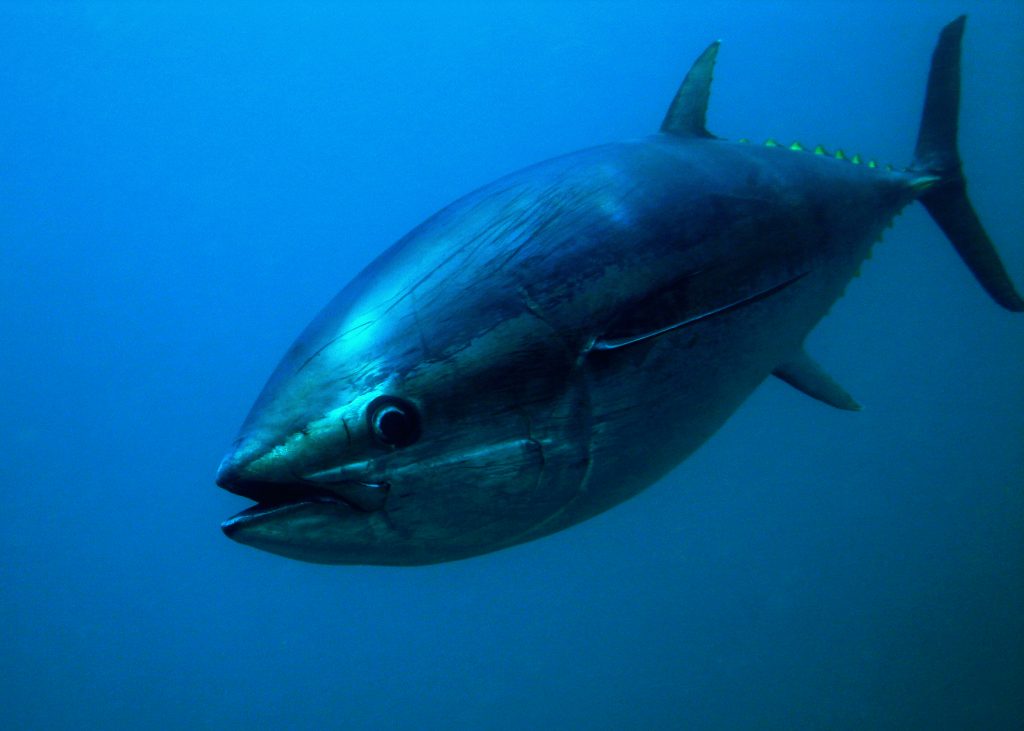 atlantic bluefish