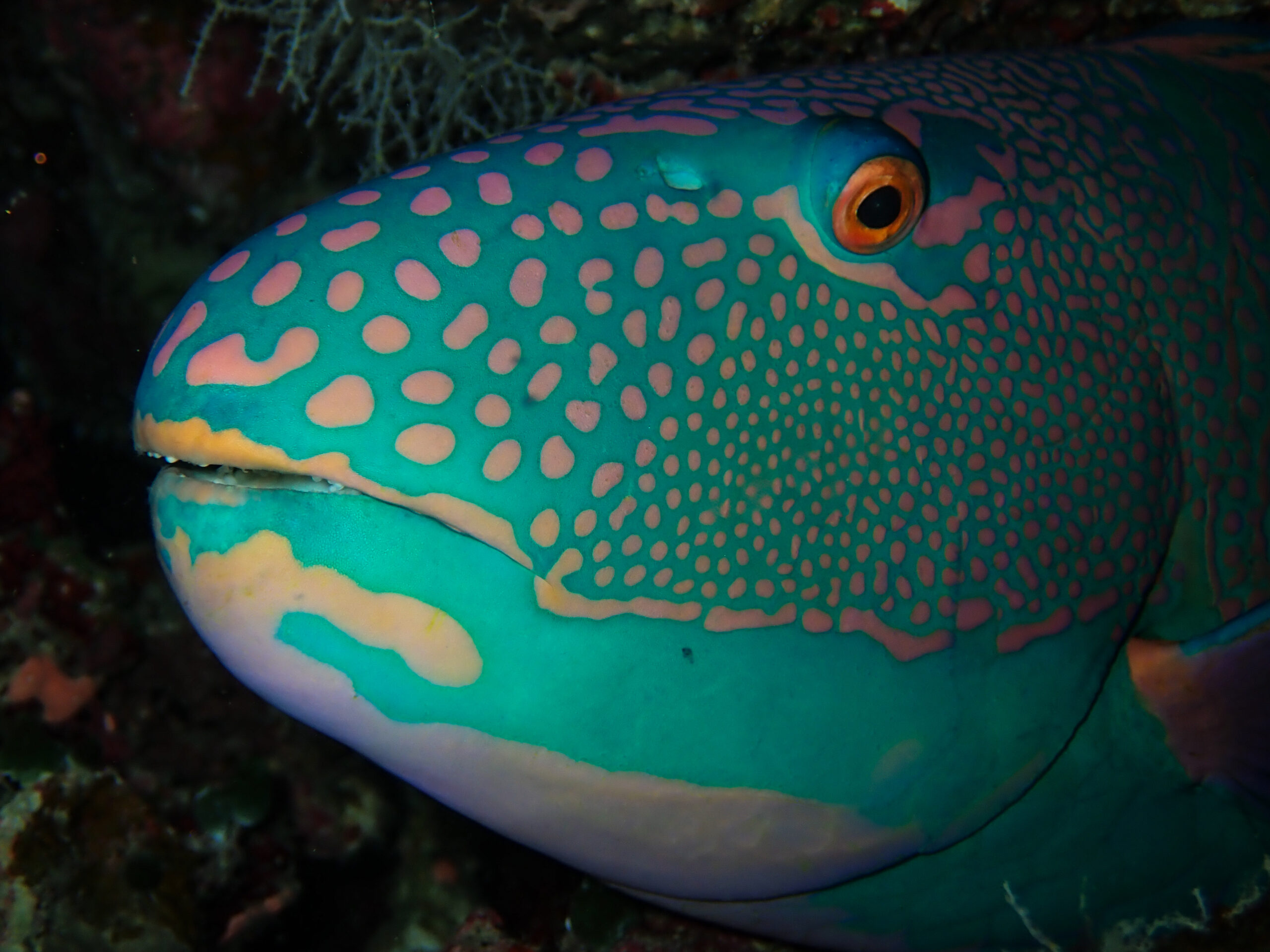 Maldives adds Parrotfish to list of protected species | Blue Marine