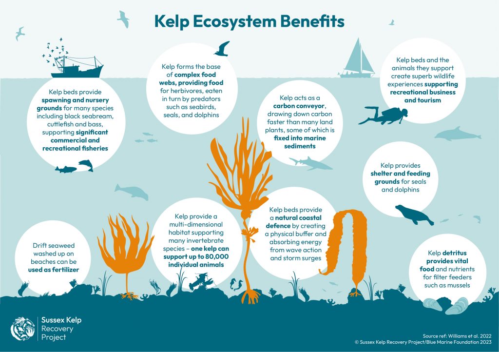 Sussex Kelp Restoration Project | Blue Marine Foundation