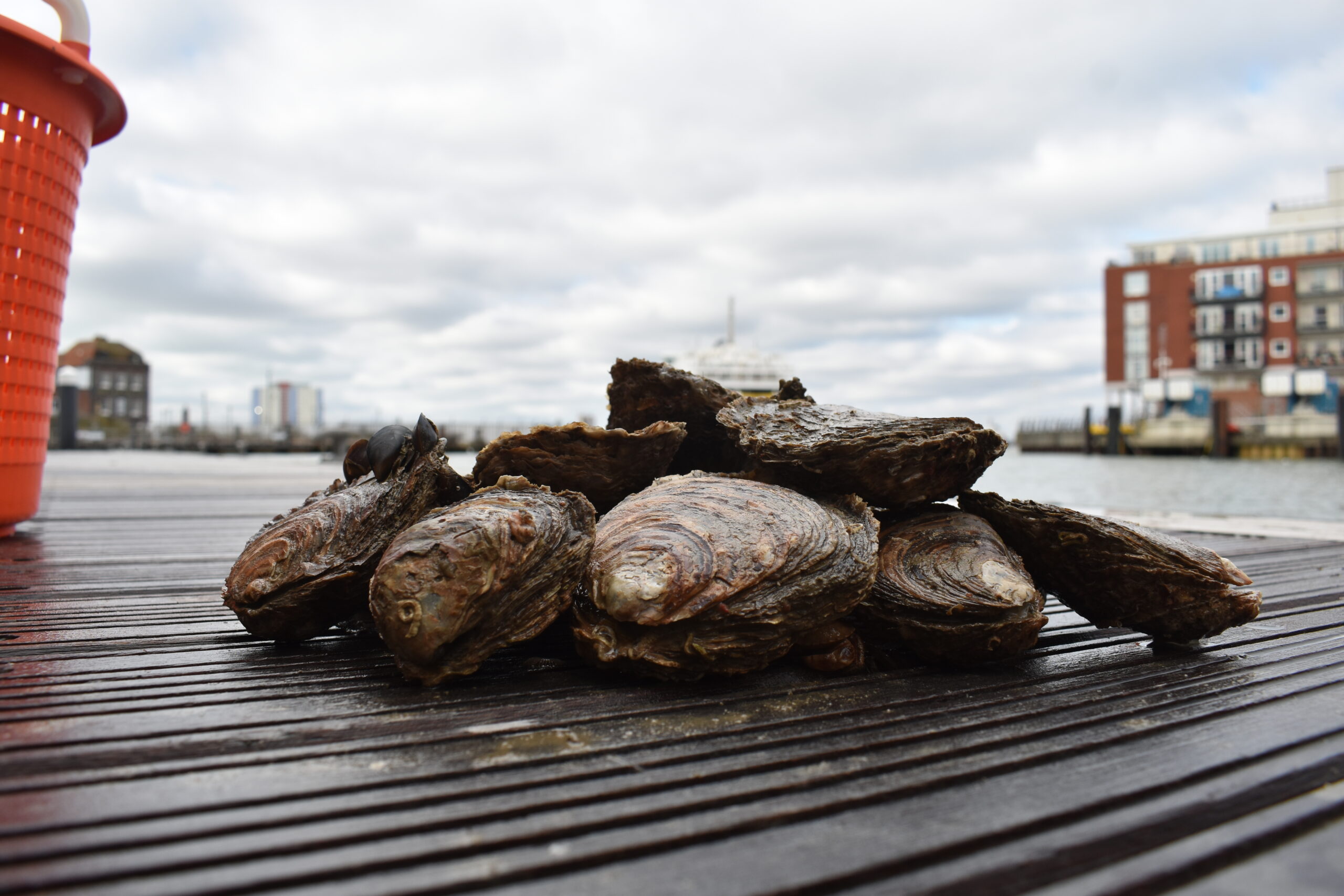 Wild Oysters Project | Blue Marine Foundation