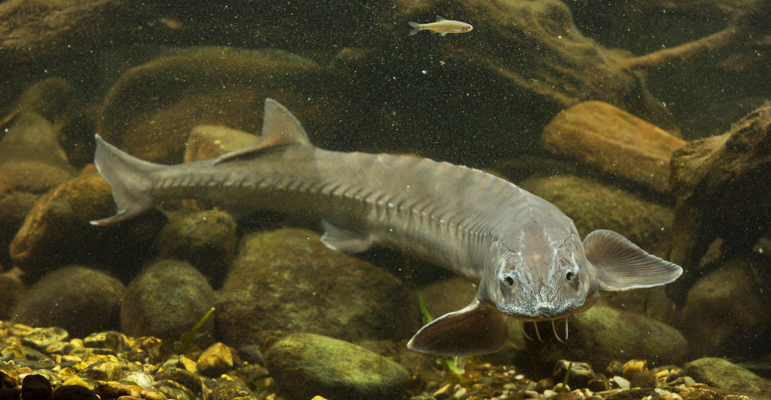 Fishing for Dinosaurs: Our Chase for White Sturgeon - North