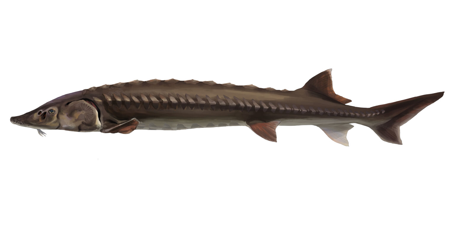 sturgeon fish dinosaur