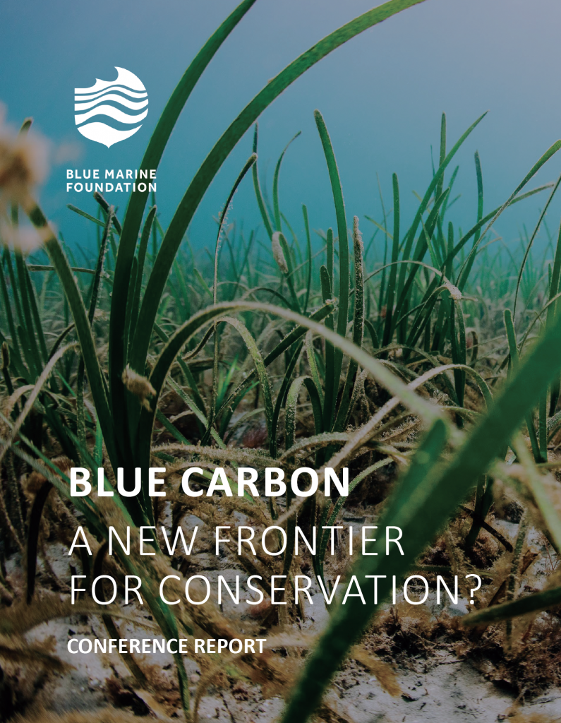 BLUE CARBON: A New Frontier For Conservation | Blue Marine Foundation